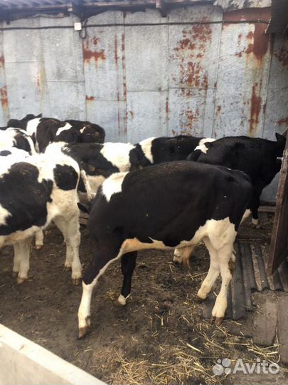 Телята Чертково