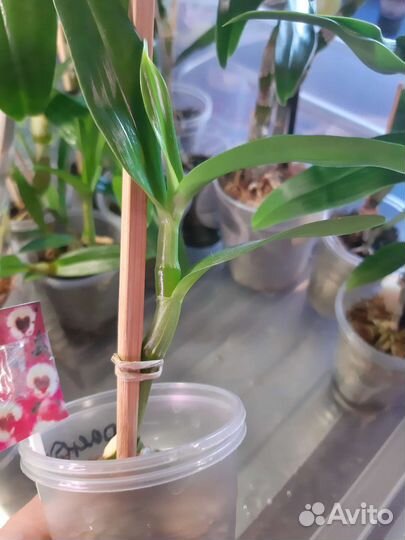 Орхидея миди