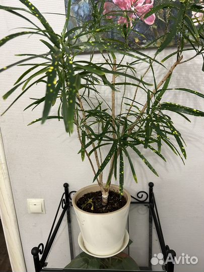 Комнатные растения цветы