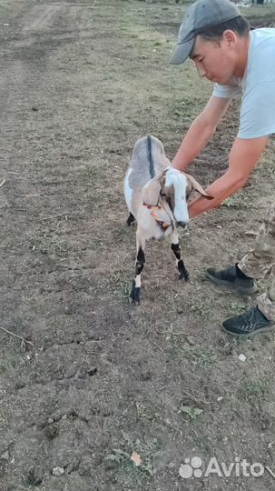 Козлики нубийские на племя