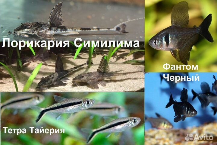 Рыбки, Креветки Амано, Петушки Севеллия Сомы Гуппи