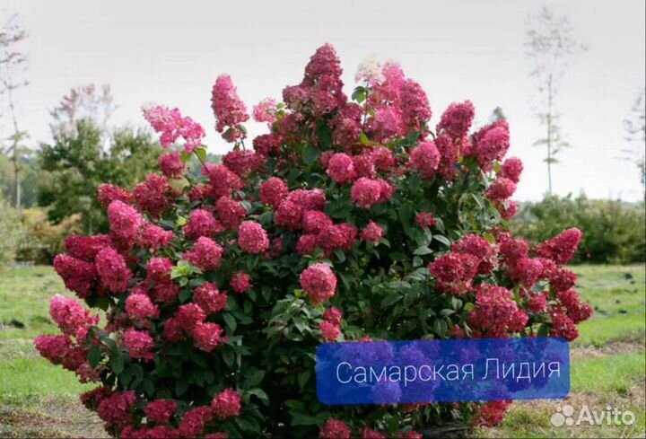 Саженцы гортензии метельч с з к с