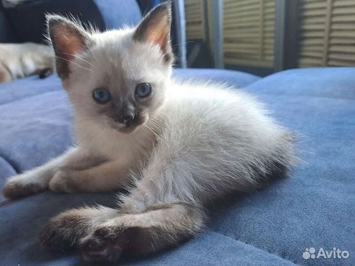 Кошка меконгский бобтейл