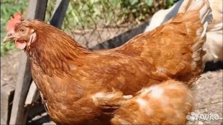 Несушки куры