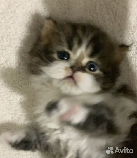 Плюшевые малыши