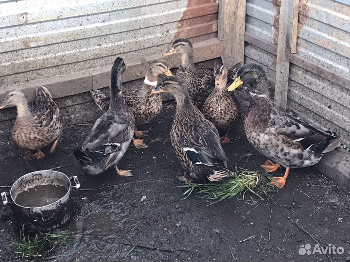 Утки подсадные дикие кряква