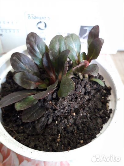 Энотера желтая, многолетник