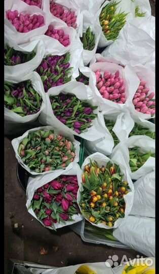 Тюльпаны оптом К 8 марта