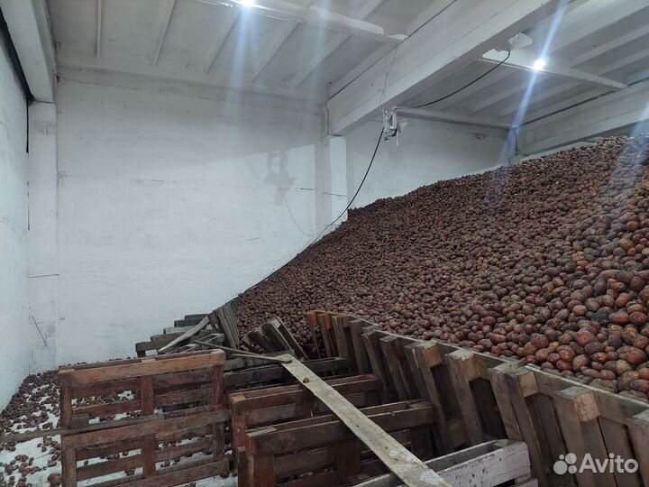 Картофель оптом
