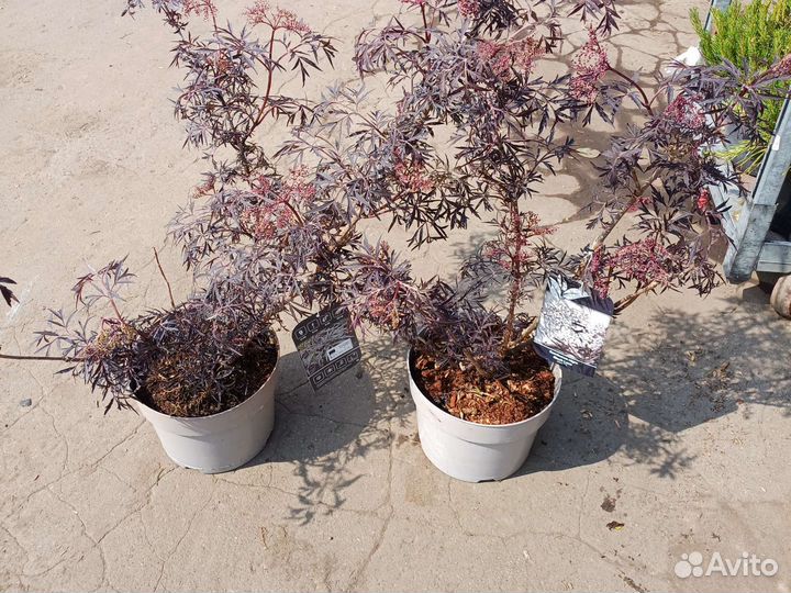 Бузина черная Блек лейс