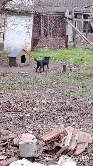 Отдам бесплатно домашних собачек