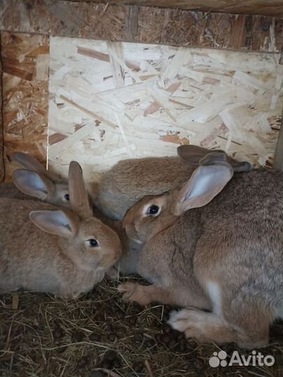 Кролики фландер