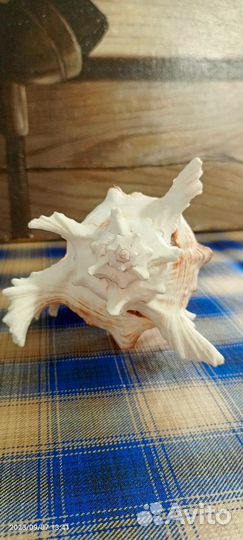 Ракушка морская большая