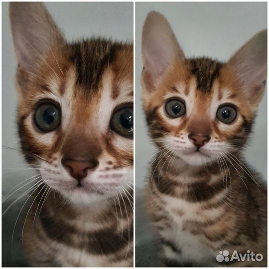 Бенгальские котята