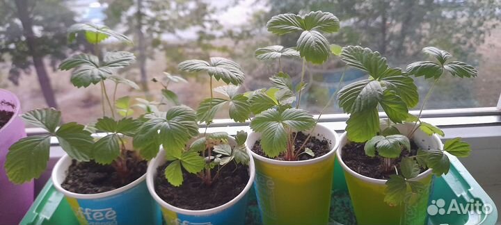 Саженцы земляника ремонтантная