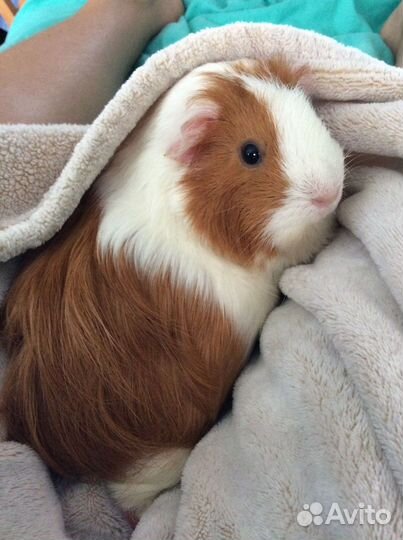 Передержка животных