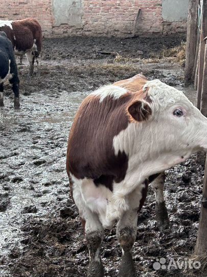 Продаю бычков