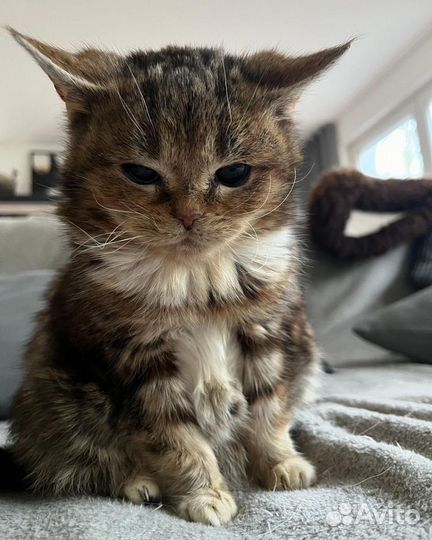 Нарисую вашего питомца за любую сумму