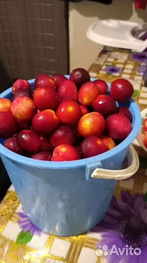 Саженцы слива