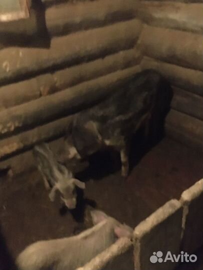 Продам поросят