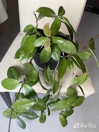 Хойя взрослое растение