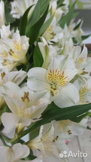 Цветы пачками