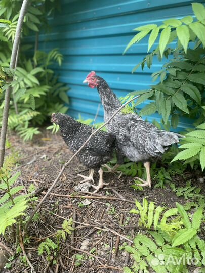 Молодые петухи