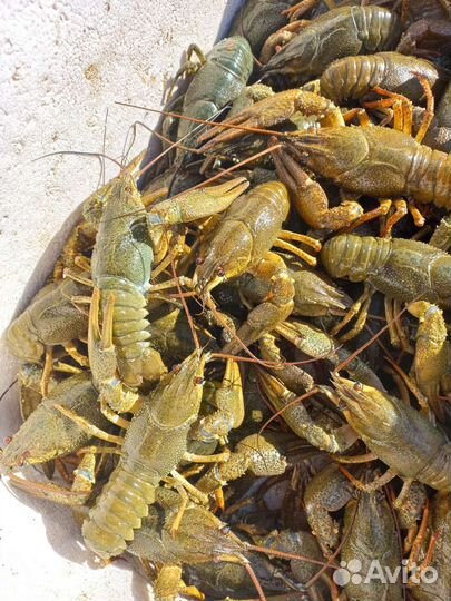 Продукты питания