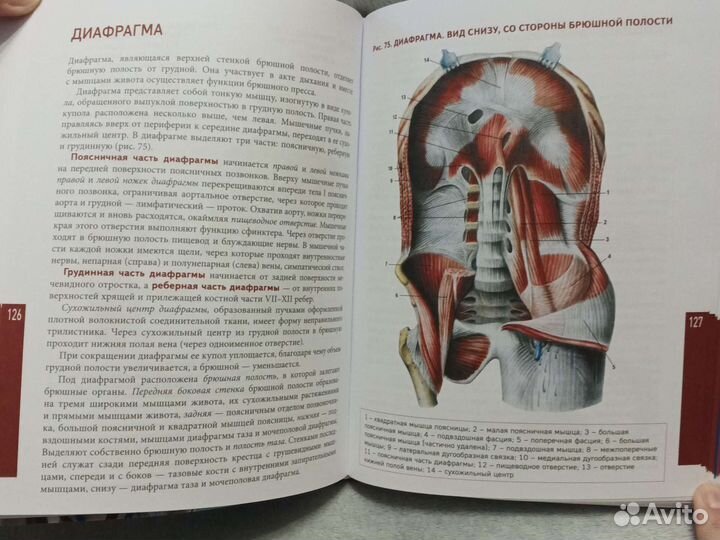 Большой атлас анатомии человека