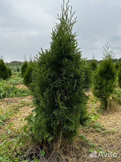 Поле с хвойными растеняими
