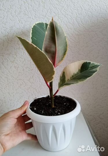 Фикус эластика Тинеке