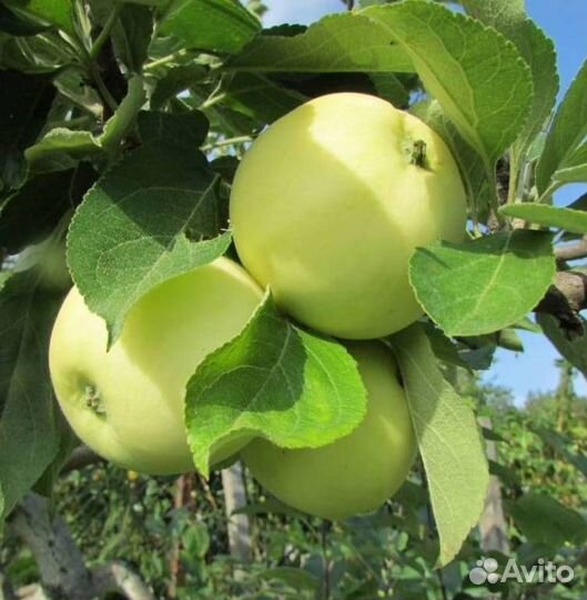 Саженцы яблони Белый Налив