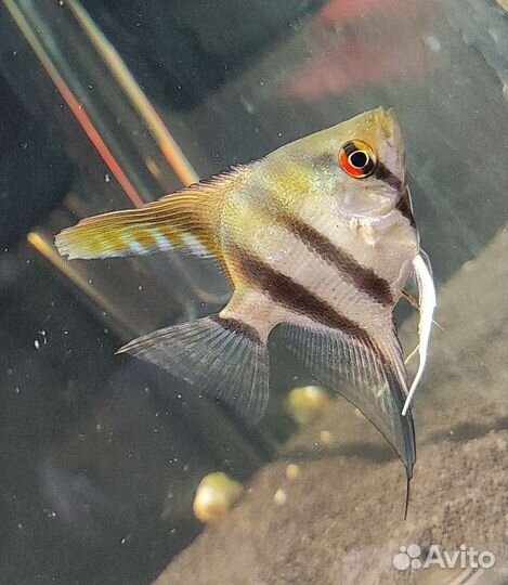 Скалярии золотистые, голубой ангел, зебра