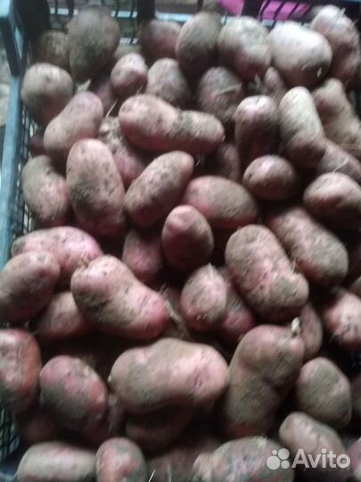 Семенной картофель:сарпо миро, сынок,уника