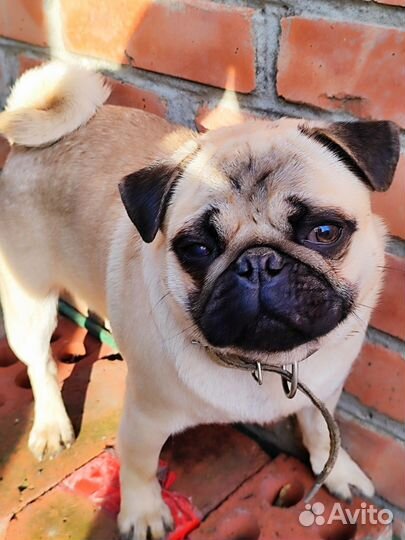 Мопс вязка мальчик