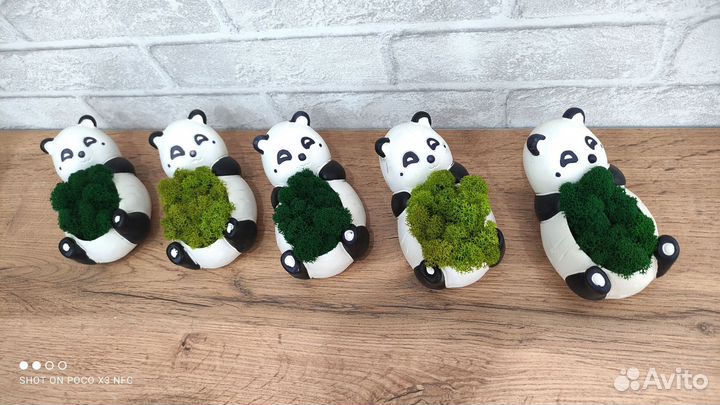 Стабилизированный мох в гипсовом кашпо