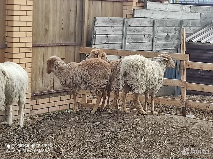 Овцы бараны