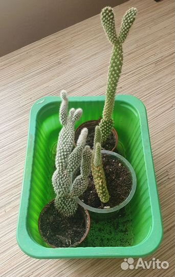 Кактус опунция