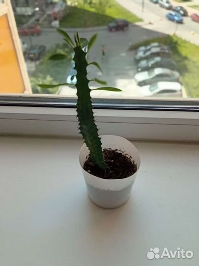 Любой цветок по одной цене