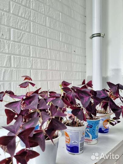 Оксалис / кислица / бабочка