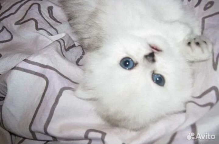 Персидская шиншилла