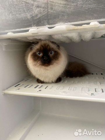 Кот на вязку