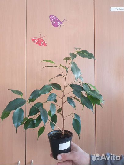 Фикус Бенджамина