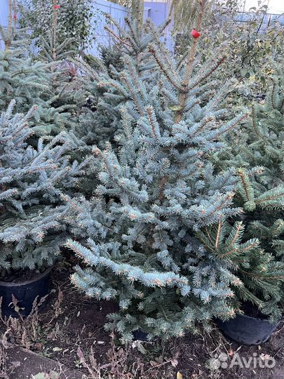 Голубые ели