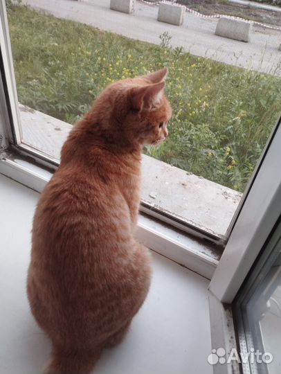 Кошечки