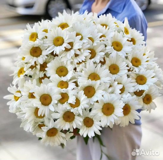 Цветы ромашки