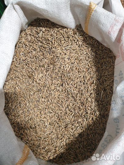 Пшеница Ячмень, овес