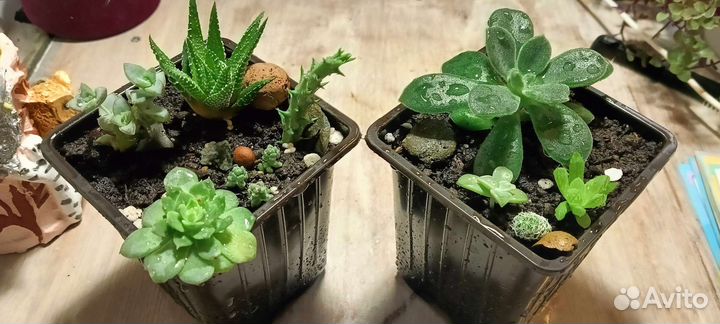 Суккуленты в горшочке
