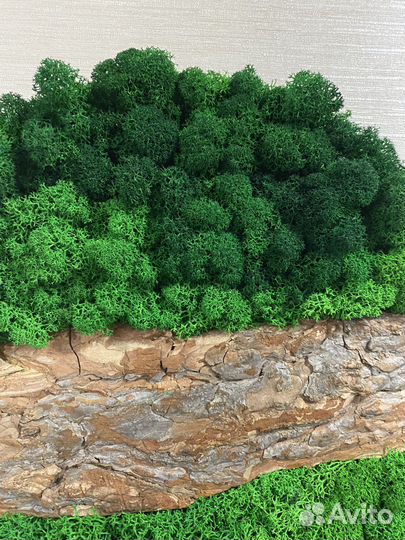 Картина из стабилизированного мха