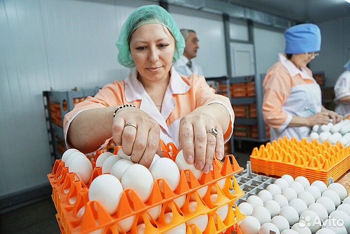 Вакансия на птицефабрике, опыт необязателен